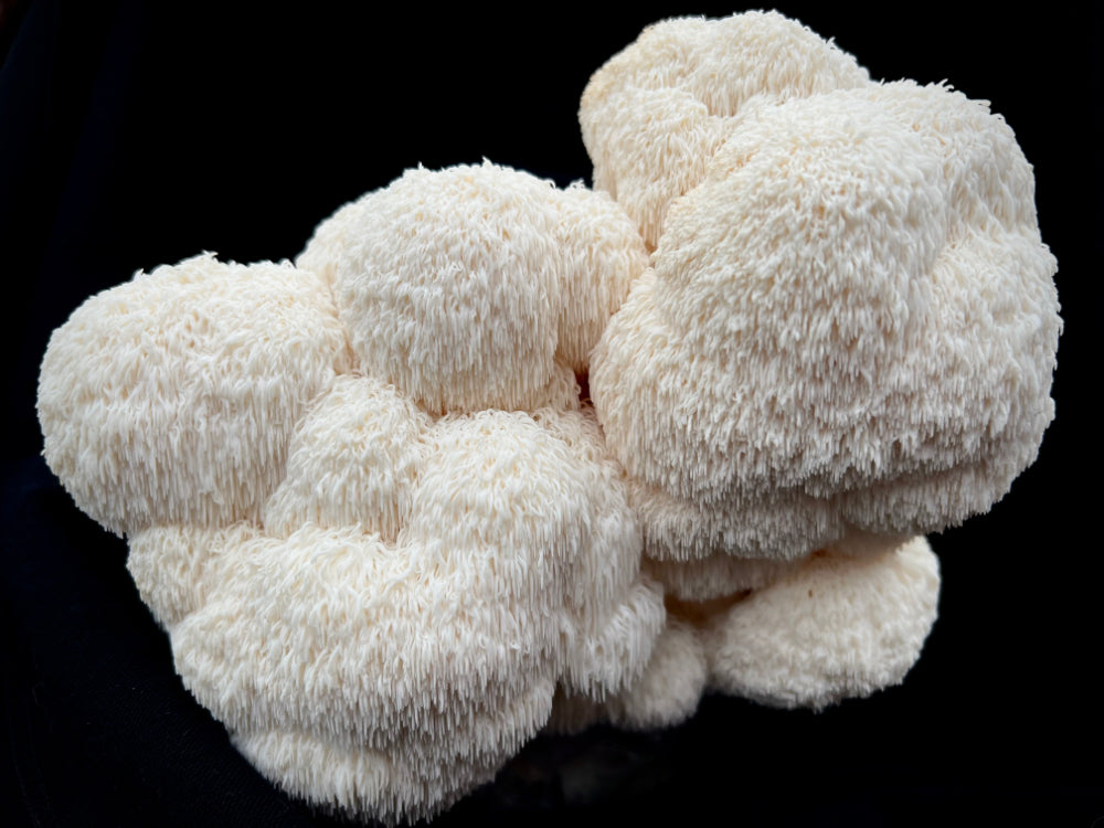 Lion's Mane Kit