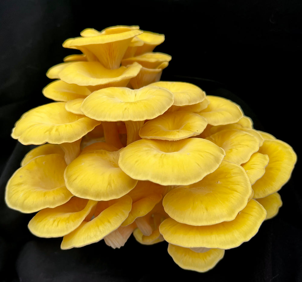 Golden Oyster Kit