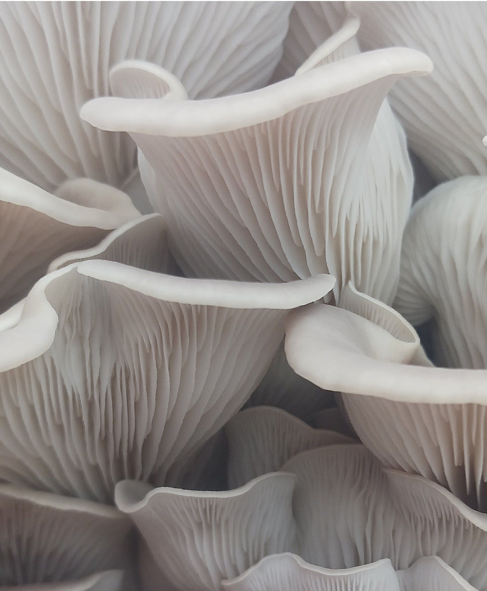 Snow Oyster