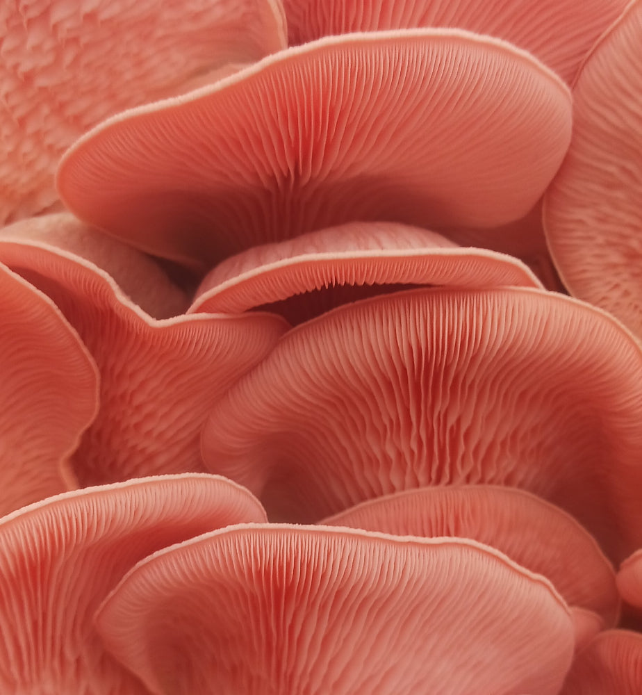 Pink Oyster Mushroom