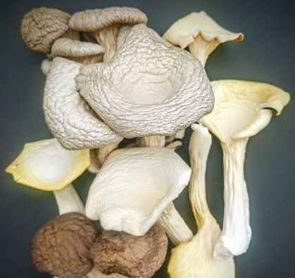 Mixed Variety Oyster 1oz