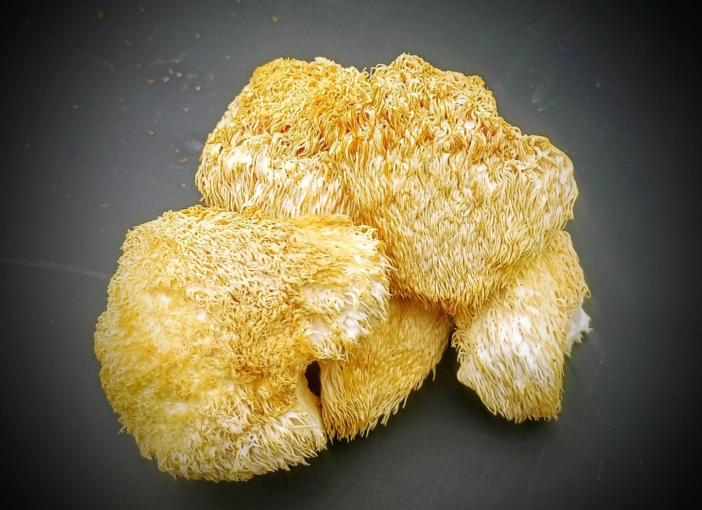 Lion's Mane