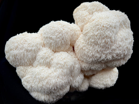 Understanding Functional Mushrooms: Food That Does More