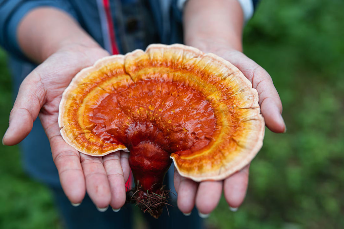 New to Specialty Mushrooms? A Beginner's Guide | Mon Valley Mushrooms