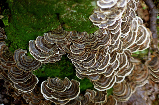 Why We Grow Mushrooms in West Virginia