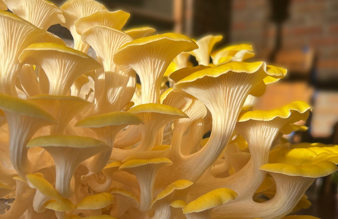 How to Store Fresh Mushrooms So They Stay Fresh Longer