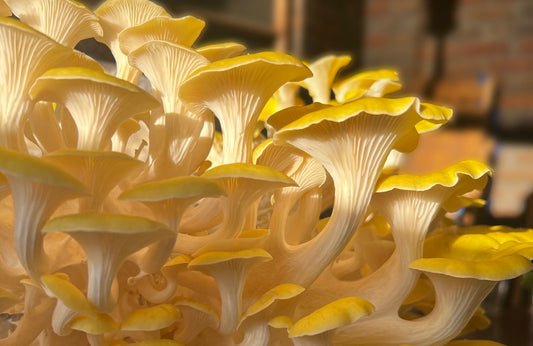 How to Store Fresh Mushrooms So They Stay Fresh Longer
