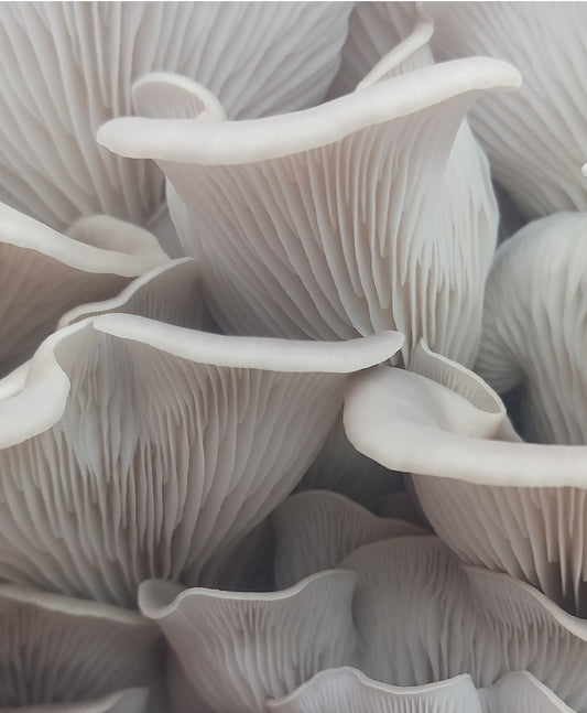 Snow Oyster