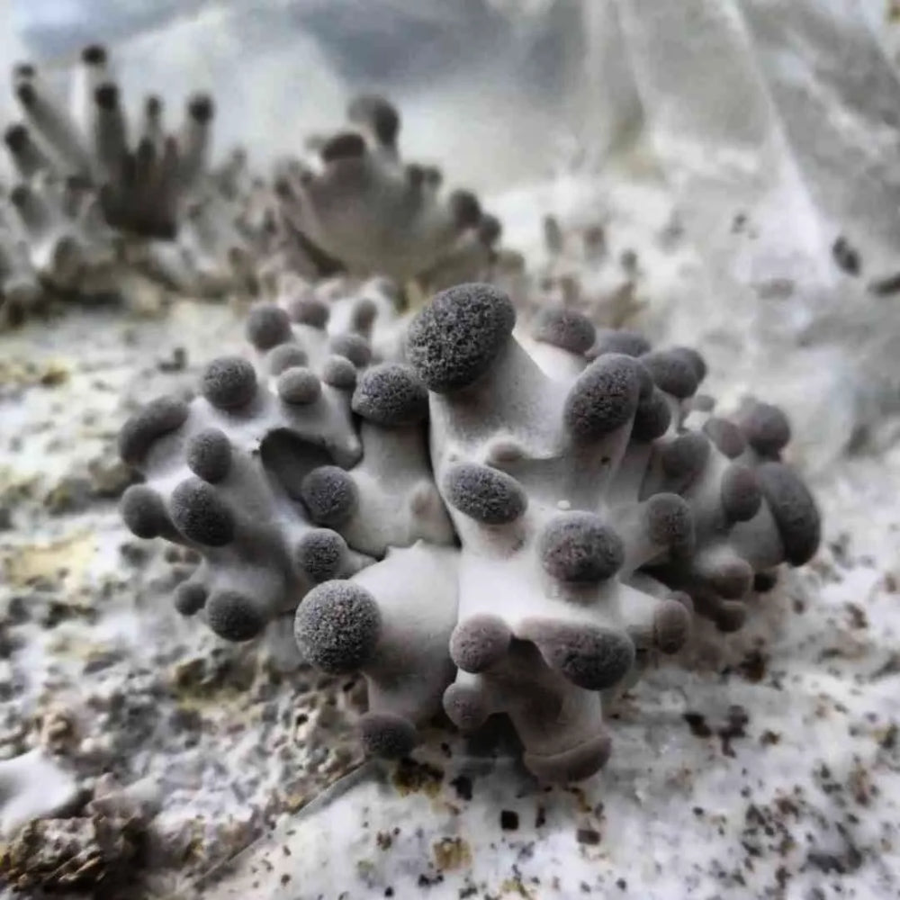Blue Oyster Grow Kit