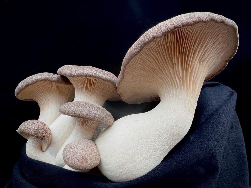 Black King Oyster Mushroom