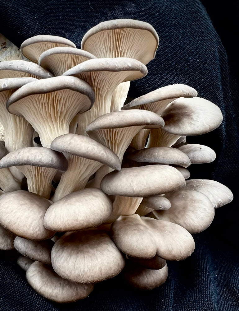 Blue Oyster Grow Kit