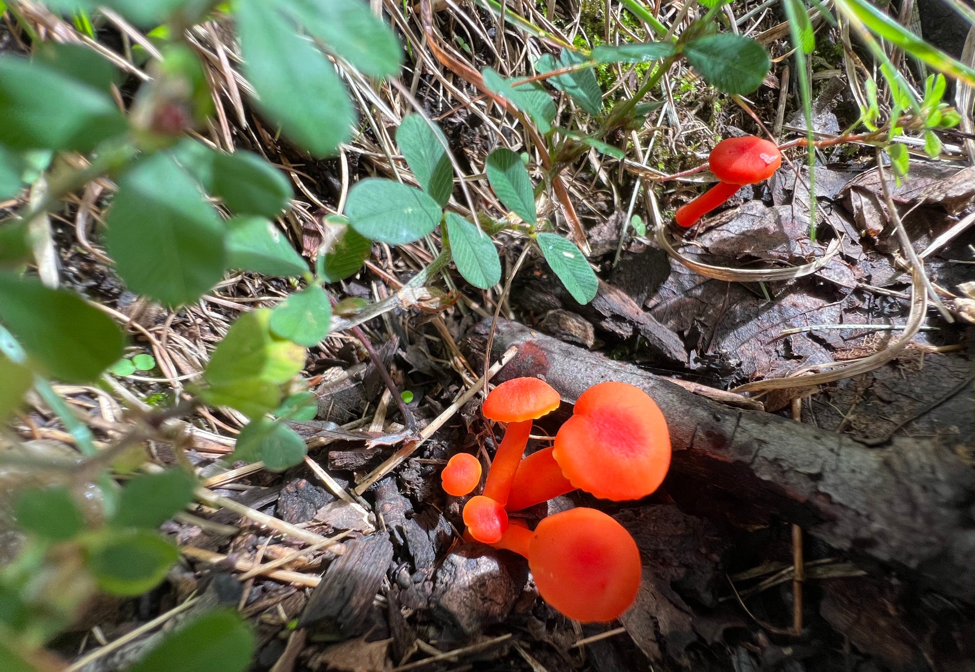 Little orange mushroom outside on the ground.
